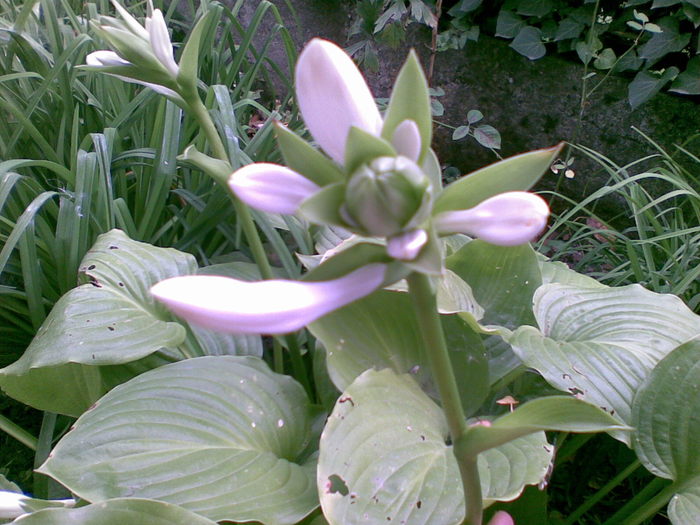 16082010(003) - CRIN-hemerocallis
