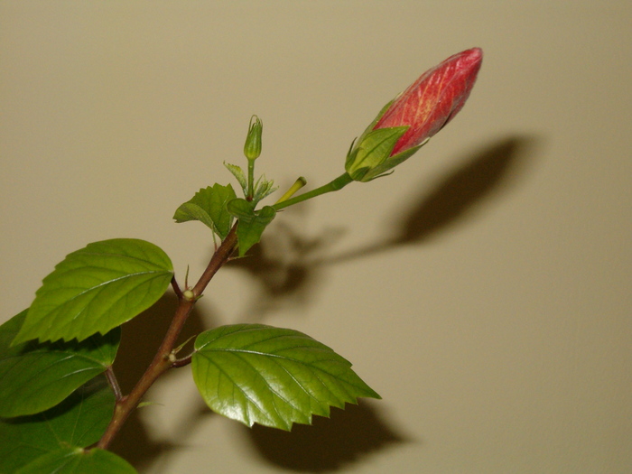 Hibi rosu- bobocel - Hibiscus