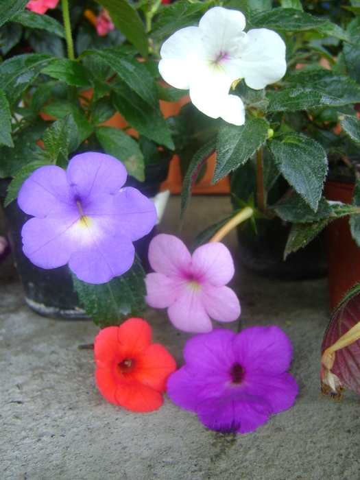 DSC03121 - achimenes 2010