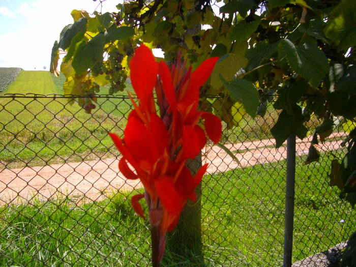 Canna - Gradina 2010