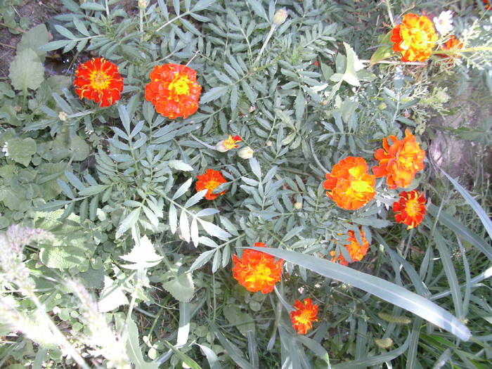 PICT1746 - Gradina 2010