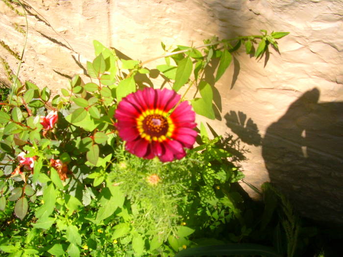 PICT1758 - Gradina 2010