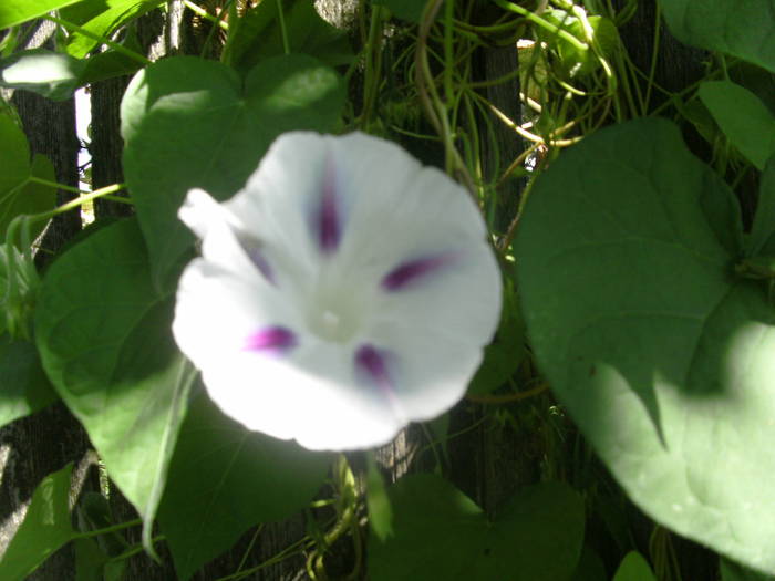 PICT1751 - Gradina 2010