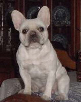 bulldog_francez1[1]