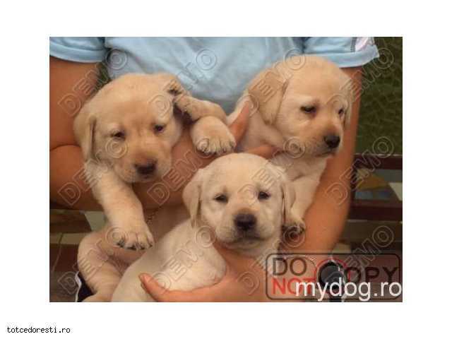 caini_de_vanzare_catei_de_rasa_vand_caini_catelusi-anunt-1d16688[1]