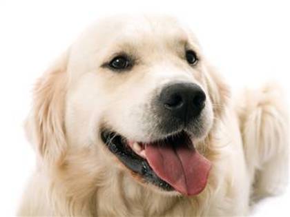 goldenretriever[1]