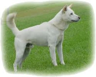 jindo