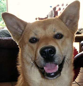 Jindo