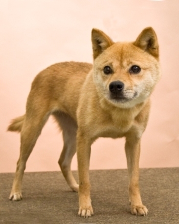 Jindo_2_medium - Jindo-cainele coreean