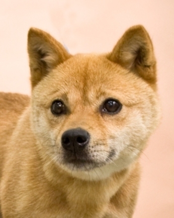 Jindo_3_medium - Jindo-cainele coreean