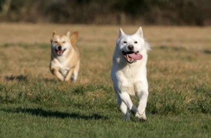 KOREA JINDO DOG3