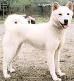 korean jindo - Jindo-cainele coreean