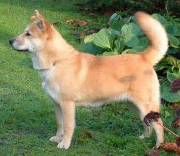 KOREA JINDO DOG - Jindo-cainele coreean