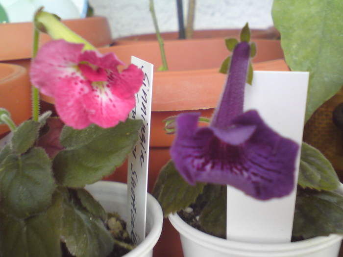 Country Shortcake si Silhouette; Country Shortcake si Silhouette
