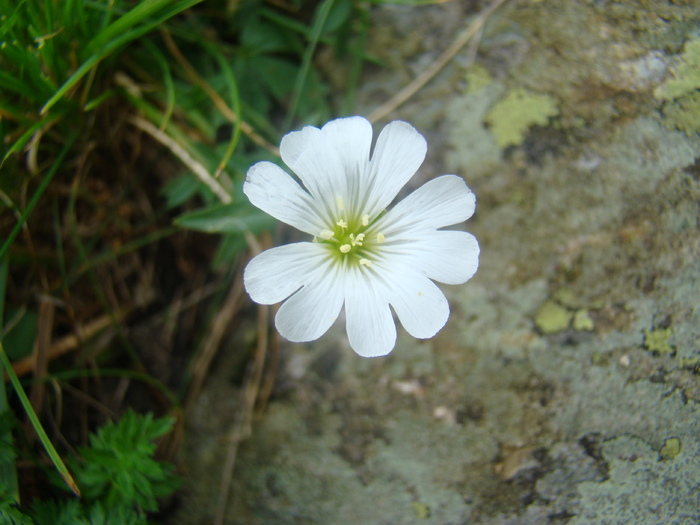 DSC05887 - Flora montana