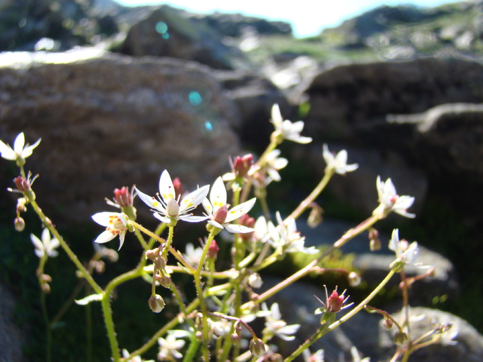 DSC05922 - Flora montana