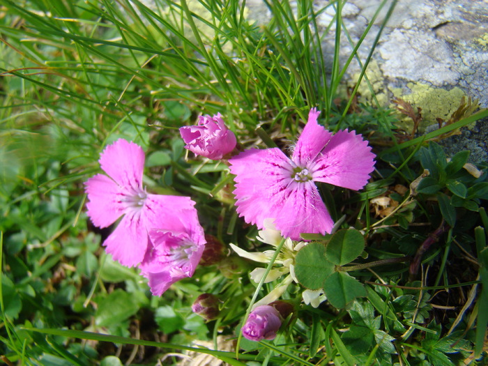 DSC06064 - Flora montana