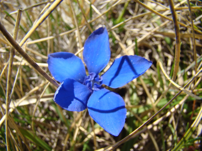 Gentiana orbicularis - Flora montana