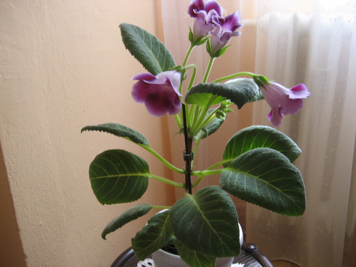 gloxinia