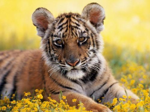 Wallpaper Animale Tigri Imagini cu Tigrul Bengalez Desktop[1]