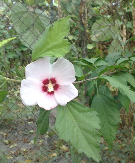 71 - Hibiscus Syriacus