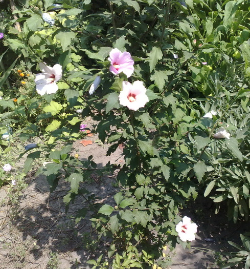 54 - Hibiscus Syriacus