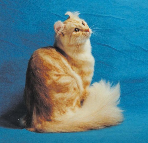 pisica americana - Cele mai dragute poze cu animale