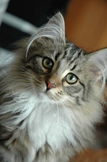 Pisicuta draguta - Cele mai dragute poze cu animale