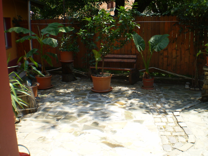 P1010136 - curtea locul de munca