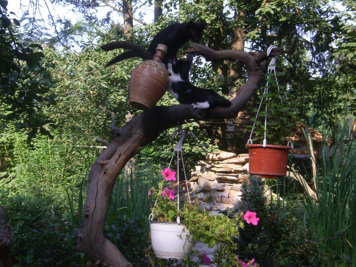 P1010171 - curtea locul de munca