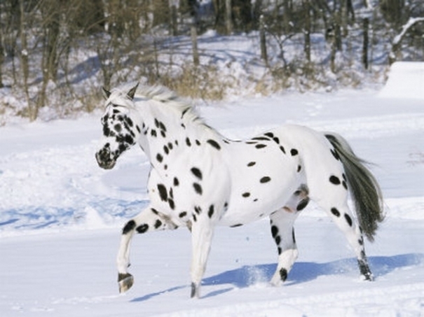 appaloosa_6_b[1] - cai