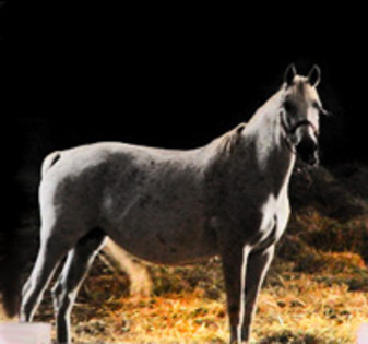 cal-lipizan[1]
