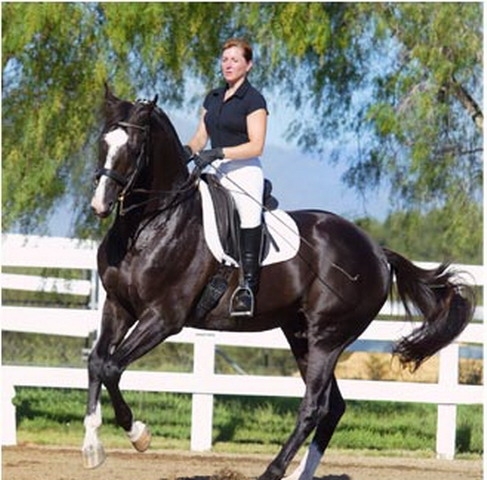 danish_warmblood_2_b[1]