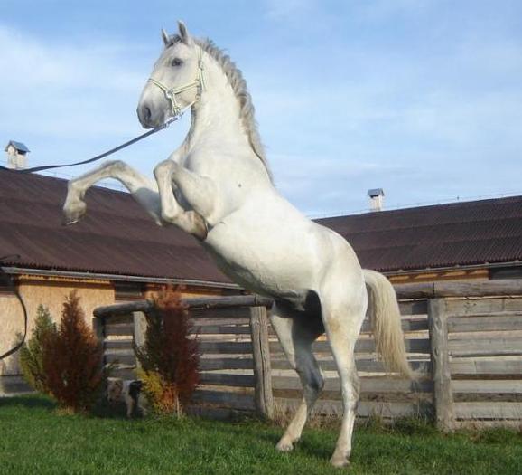 e62fa4b7183f5684269ceec03b4ab194_animale-vanzare-armasar[1] - cai
