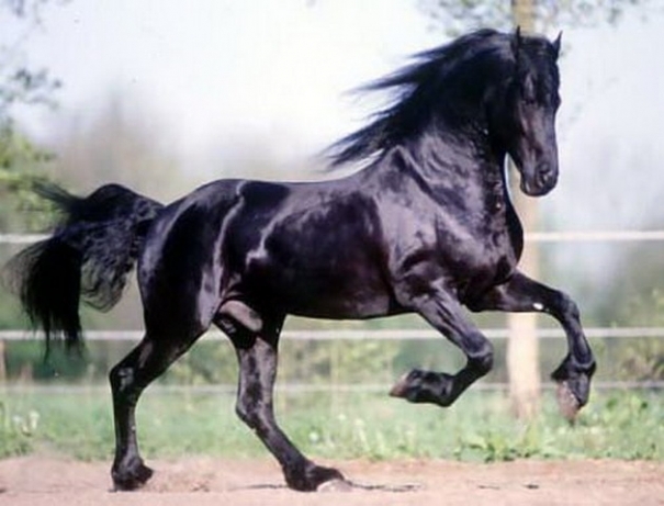 friesian_05_b[1] - cai