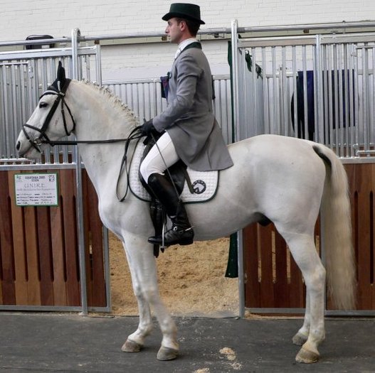 lipizzaner_a[1]