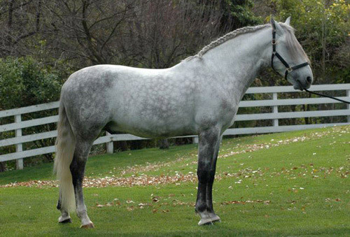 lusitano[1] - cai