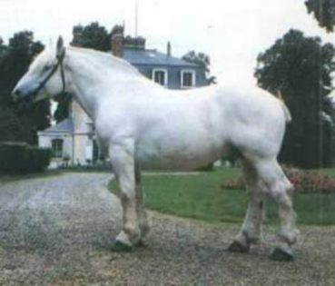 rase_de_cai_bolones_tn[1]