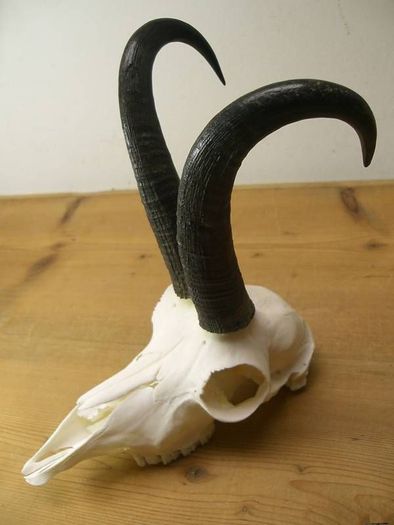 (CNT185)265eur; Rebeco medaliado 25,3 cm )
