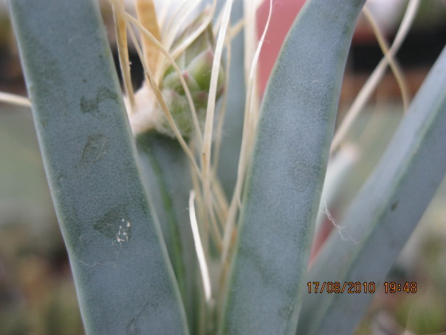 golyak 013 - Leuchtenbergia principis