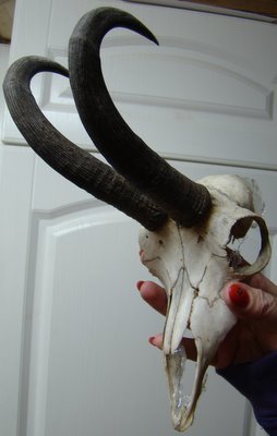 CN152-210€; Trofeu de capra neagra cu craniu intreg
