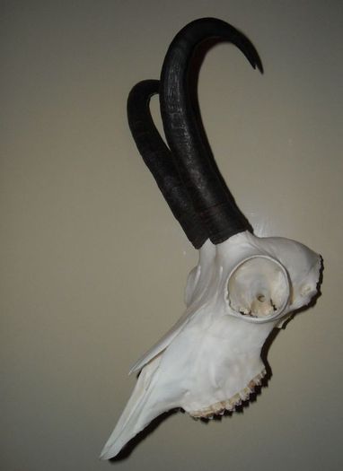 CN135)185€; Capra neagra cu craniu intreg

