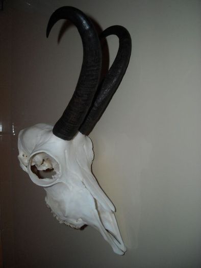 CNf135)185€ - REBECO