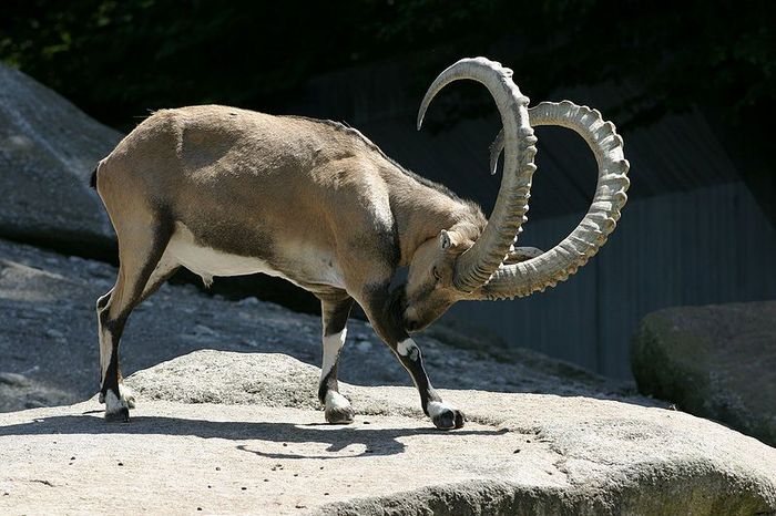 Capra ibex 1 - Trofeos raros
