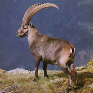 Capra ibex3; Un animal superb
