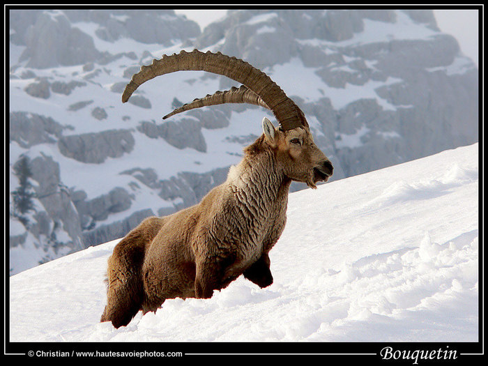 Capra Ibex 2; Un animal superb
