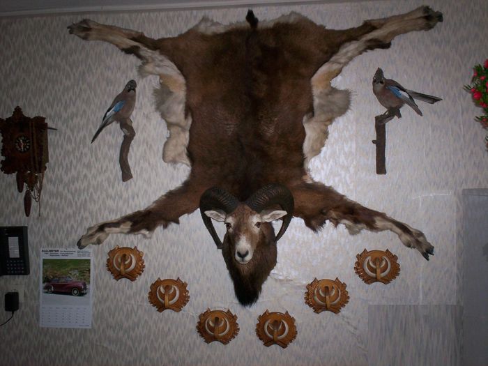 MT_675 (Muflon Tolga)