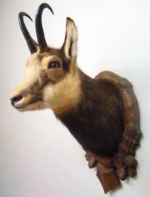 ( CN_525 )(600€; 350-400
