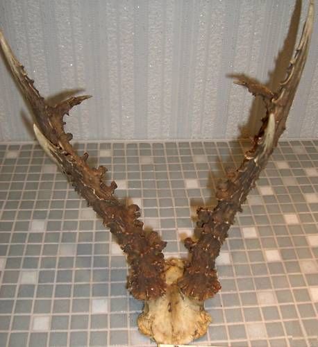 Caprior medaliabil, 1,3 kg si 38 de cm lungimea coarnelor