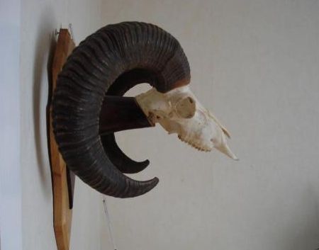 CM_202 (Muflon 3 )275€